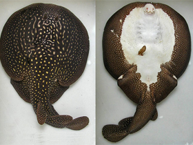 Фото Electrolux addisoni