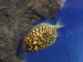 Смотреть фото Японский шишечник Фото Японский шишечник