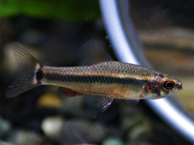 Фото Neolebias kerguennae