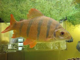 Смотреть фото Длинноносый дистиход Фото Длинноносый дистиход