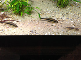 Смотреть фото Карликовая боция Фото Карликовая боция