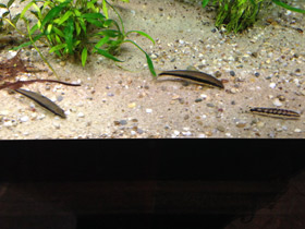 Смотреть фото Карликовая боция Фото Карликовая боция