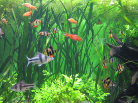 Смотреть фото Крестовый барбус Фото Крестовый барбус