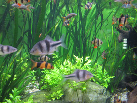 Смотреть фото Крестовый барбус Фото Крестовый барбус