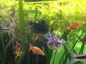 Смотреть фото Огненный барбус Фото Огненный барбус