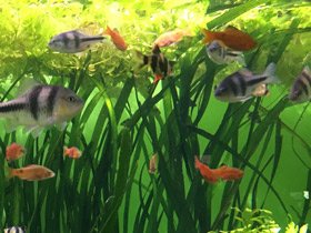 Смотреть фото Огненный барбус Фото Огненный барбус