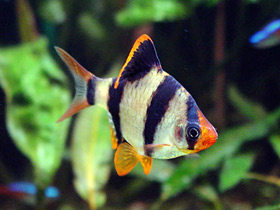 Фото Суматранский барбус