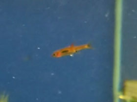 Смотреть фото Расбора-комар Фото Расбора-комар