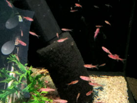 Смотреть фото Пятнистая расбора Фото Пятнистая расбора