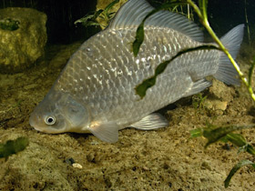 Фото Самая известная рыба наших вод — карась