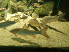 Фото Подуст