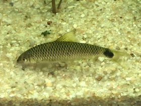 Смотреть фото Сетчатый водорослеед Фото Сетчатый водорослеед