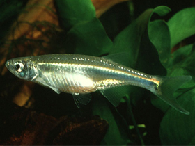 Фото Chelaethiops rukwaensis