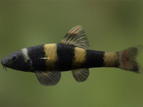 Фото Двуусая гарра