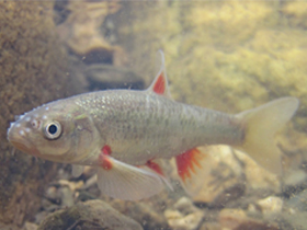 Фото Pseudobarbus asper