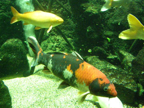 Смотреть фото Карп кои Фото Карп кои