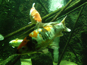 Смотреть фото Животные - долгожители. Топ-10 Фото Животные - долгожители. Топ-10