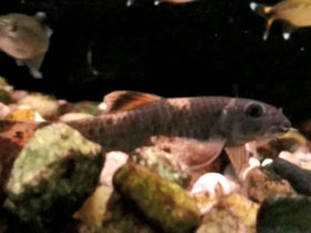 Фото Радужная гарра