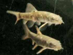 Фото Гарра руфа