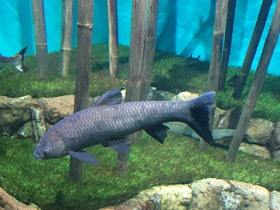 Смотреть фото Чёрный амур Фото Чёрный амур