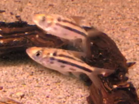 Смотреть фото Линейный барбус Фото Линейный барбус