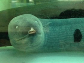 Фото Лепидосирен