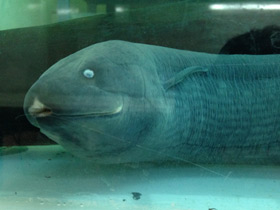 Фото Лепидосирен