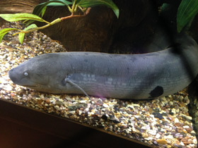 Фото Лепидосирен