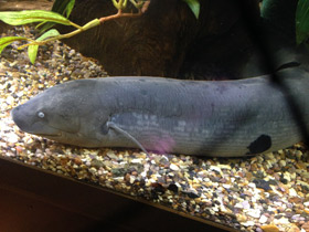 Фото Лепидосирен