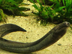 Фото Лепидосирен