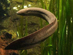 Фото Лепидосирен