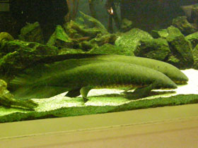 Смотреть фото Рогозуб Фото Рогозуб