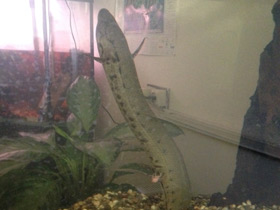 Фото Тёмный протоптер