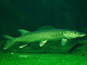 Фото Загадки для детей с ответами