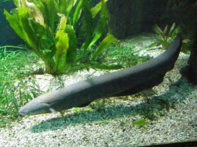 Смотреть фото Электрический угорь Фото Электрический угорь