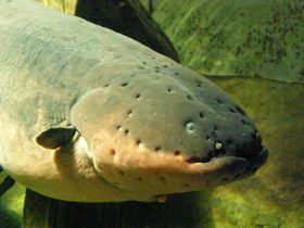 Смотреть фото Электрический угорь Фото Электрический угорь