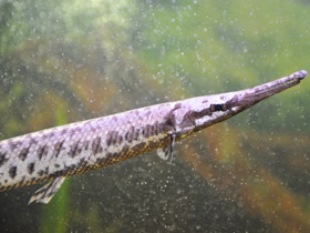 Смотреть фото Костные ганоиды Фото Костные ганоиды