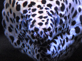 Леопардовая мурена Леопардовая мурена