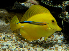 Смотреть фото Желтая зебрасома Фото Желтая зебрасома