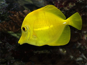 Смотреть фото Желтая зебрасома Фото Желтая зебрасома