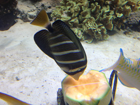 Смотреть фото Чернополосая парусная зебрасома Фото Чернополосая парусная зебрасома