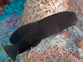 Фото Бурая собачка