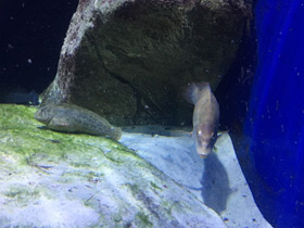 Фото Морская собачка