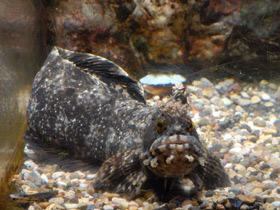 Фото Японская мохнатоголовая собачка