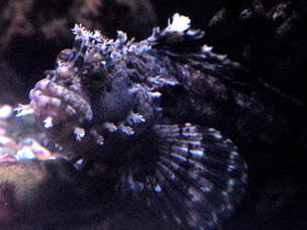 Фото Японская мохнатоголовая собачка