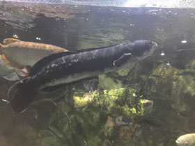 Смотреть фото Гигантский змееголов Фото Гигантский змееголов