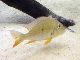 Смотреть фото Акарихт Геккеля Фото Акарихт Геккеля