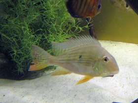 Смотреть фото Акарихт Геккеля Фото Акарихт Геккеля