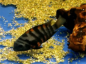 Смотреть фото Цихлазома-зебра Фото Цихлазома-зебра