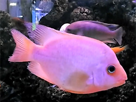 Смотреть фото Цихлида лабиатум Фото Цихлида лабиатум